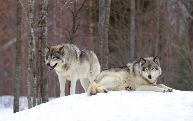 Фотошпалери два вовка на снігу