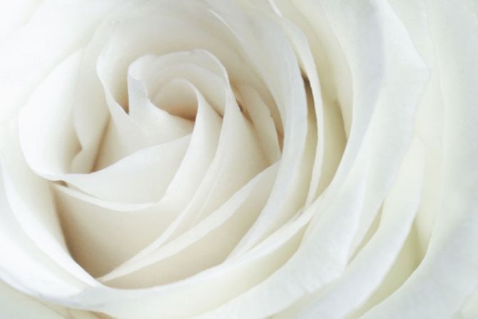 Фотообои Белая роза