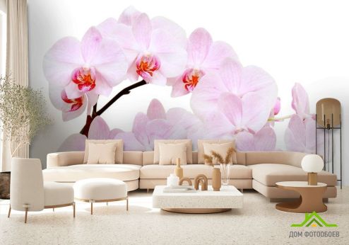 выбрать Фотообои Белоснежные цветы орхидеи Фотообои, цвет: «» на стену