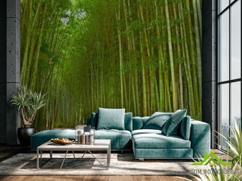 выбрать Фотообои Много бамбука Фотообои Фотообои Природа: фото, зелений, зеленый  на стену