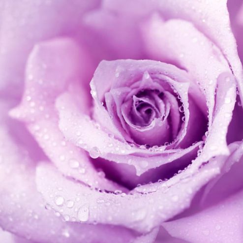 выбрать Фотообои роза Фиолетовые фотообои на стену