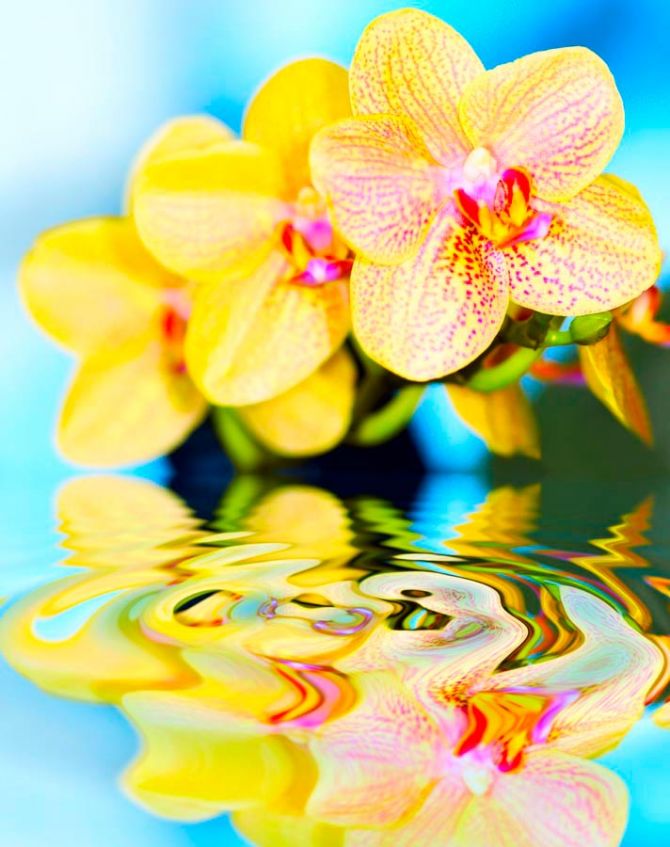Фотообои Желтые орхидеи