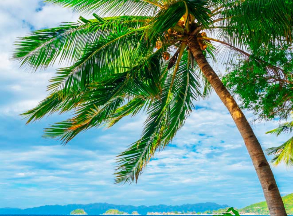 выбрать Фотообои Пальма и горизонт Фотообои Море на стену