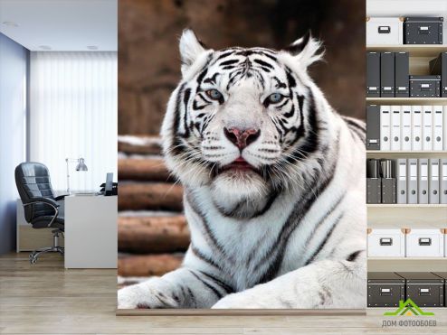 выбрать Фотошпалери Білий тигр Фотошпалери Фотошпалери Тварини: фото, Тигри  на стіну