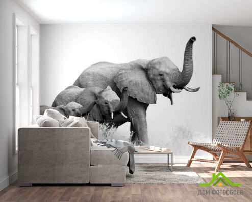 выбрать Фотообои  слоны Черно-белые фотообои на стену