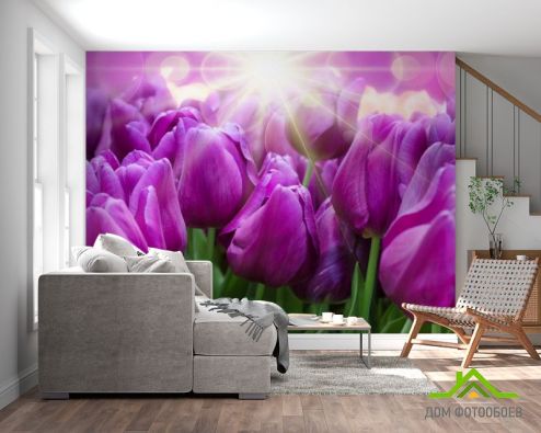 выбрать Фотообои фиолетовые тюльпаны Фотообои Тюльпаны на стену