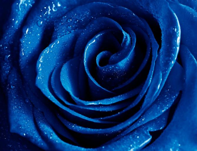 Фотошпалери Синя троянда