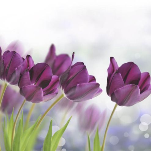 выбрать Фотообои тюльпаны Фиолетовые фотообои на стену