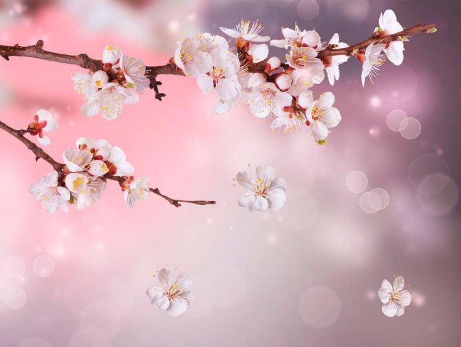 Фотообои Полевая вишня цветет