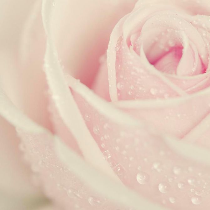 Фотошпалери Краплі роси на троянді