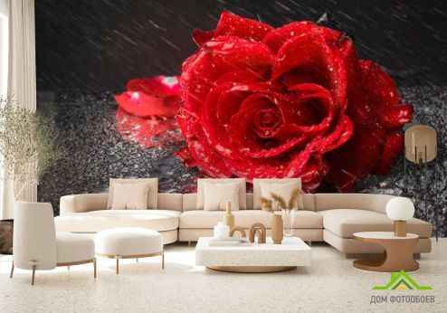 выбрать Фотообои Бардовая роза Фотообои Фотообои Цветы: фото  на стену