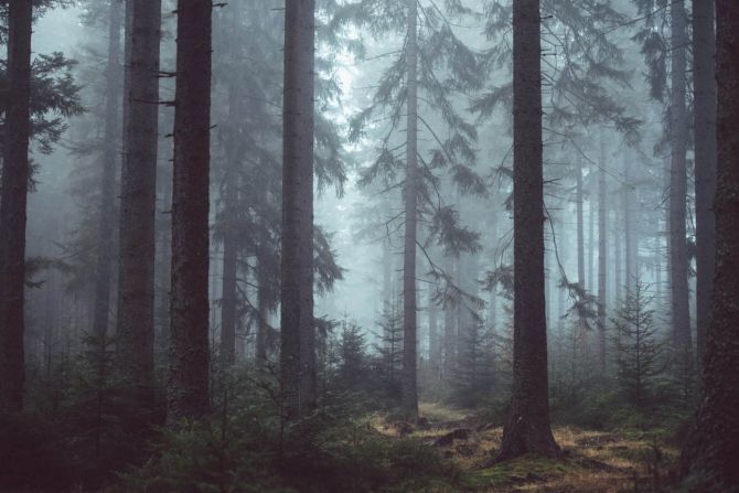 Фотообои Серый лес