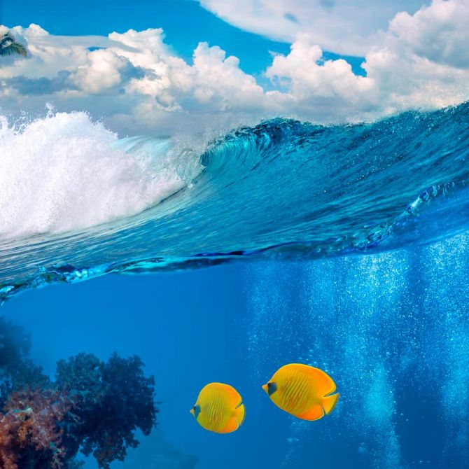 Фотошпалери Дві рибки в морі