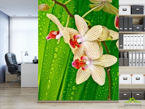выбрать Фотообои Орхидеи на листе Фотообои Фотообои Орхидеи: фото, вертикальная  на стену