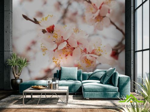 выбрать Фотообои Цветущий абрикос весной  на стену