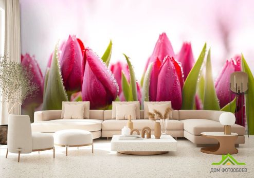 выбрать Фотообои Розовые тюльпаны Фотообои, цвет: «» на стену