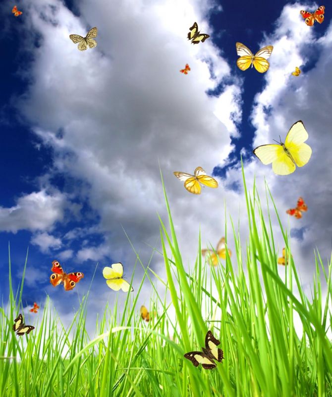 Фотообои Трава и бабочки