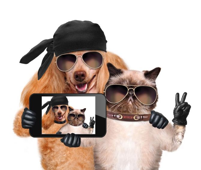 Фотошпалери кіт з собакою роблять селфи