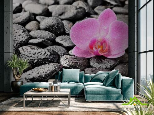 выбрать Фотообои Орхидея, роса, камни Черные фотообои на стену