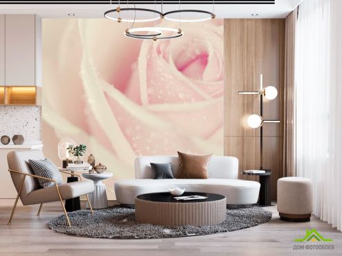 выбрать Фотообои Капли росы на розе Фотообои Фотообои Цветы: фото  на стену