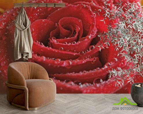 выбрать Фотообои красная роза с каплями Фотообои Розы на стену