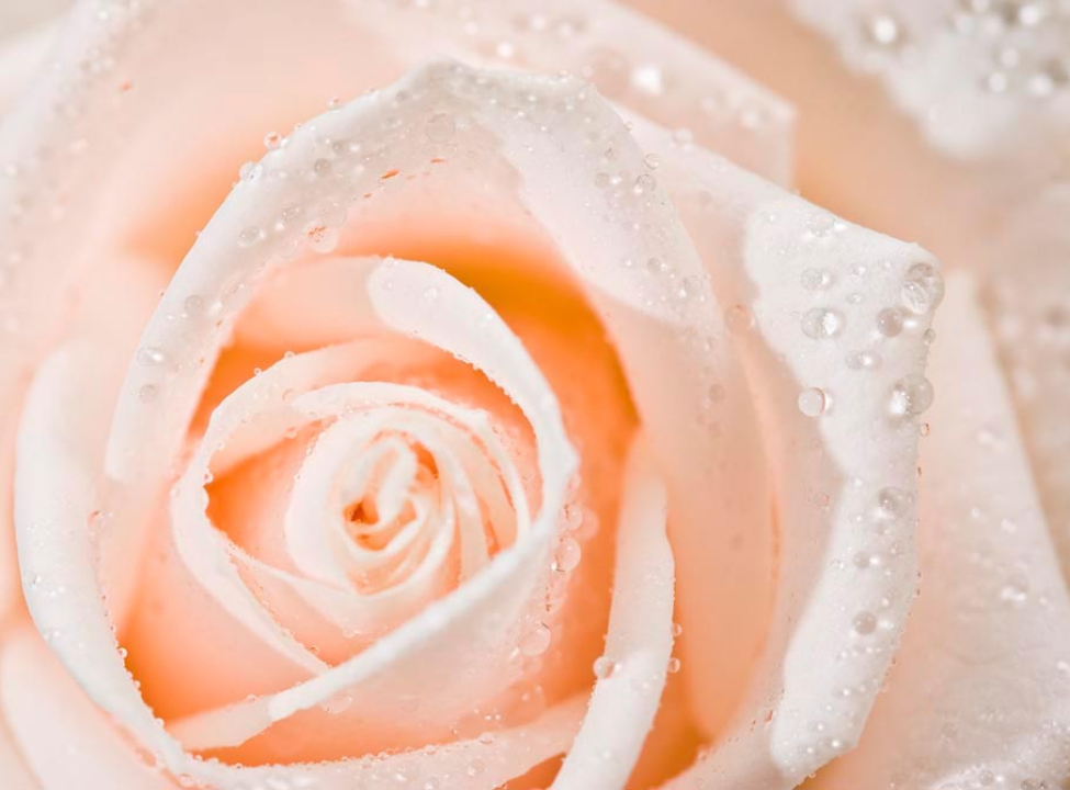 выбрать Фотошпалери Троянда Каталог фотошпалер на стіну