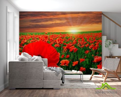 выбрать Фотообои Восход на маковом поле Фотообои Фотообои Цветы: фото, красный  на стену