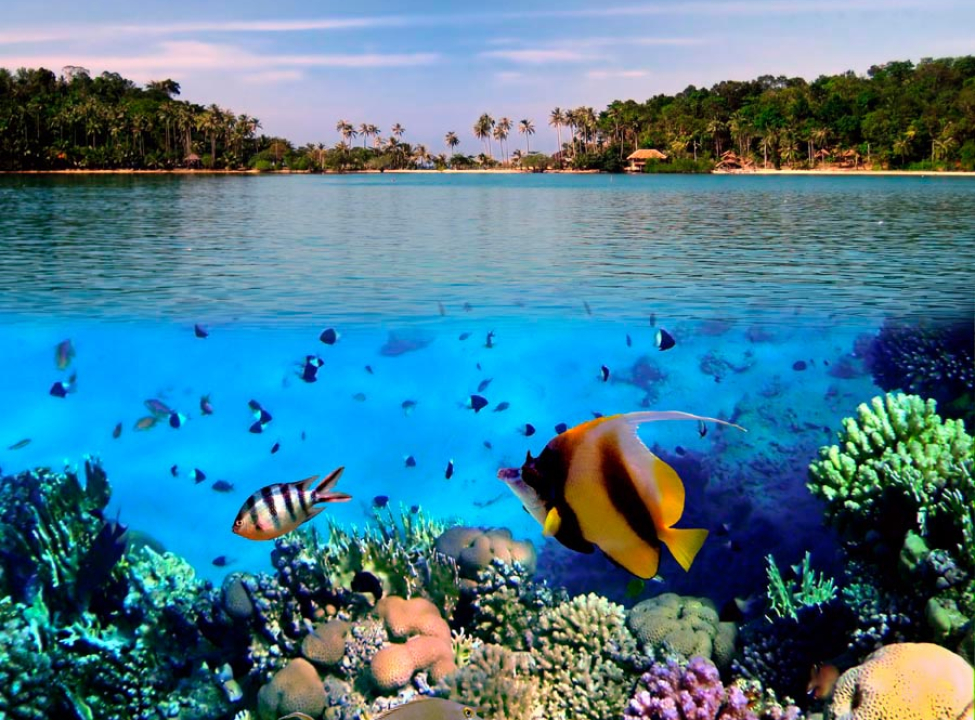 выбрать Фотошпалери Морські рибки Каталог фотошпалер на стіну