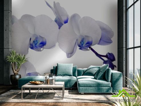 выбрать Фотообои орхидеи белые с синим Фотообои Фотообои Цветы:  на стену
