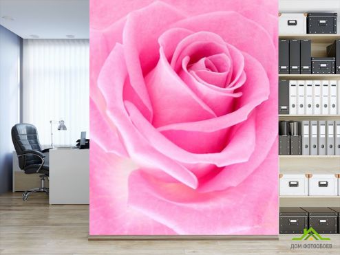выбрать Фотообои Макро-съемка розовой розы Фотообои Розы на стену