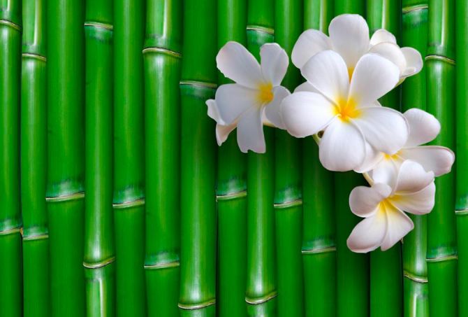 Фотообои Бамбук и цветы