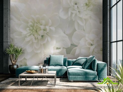 выбрать Фотообои Белые хризантемы Фотообои Цветы на стену