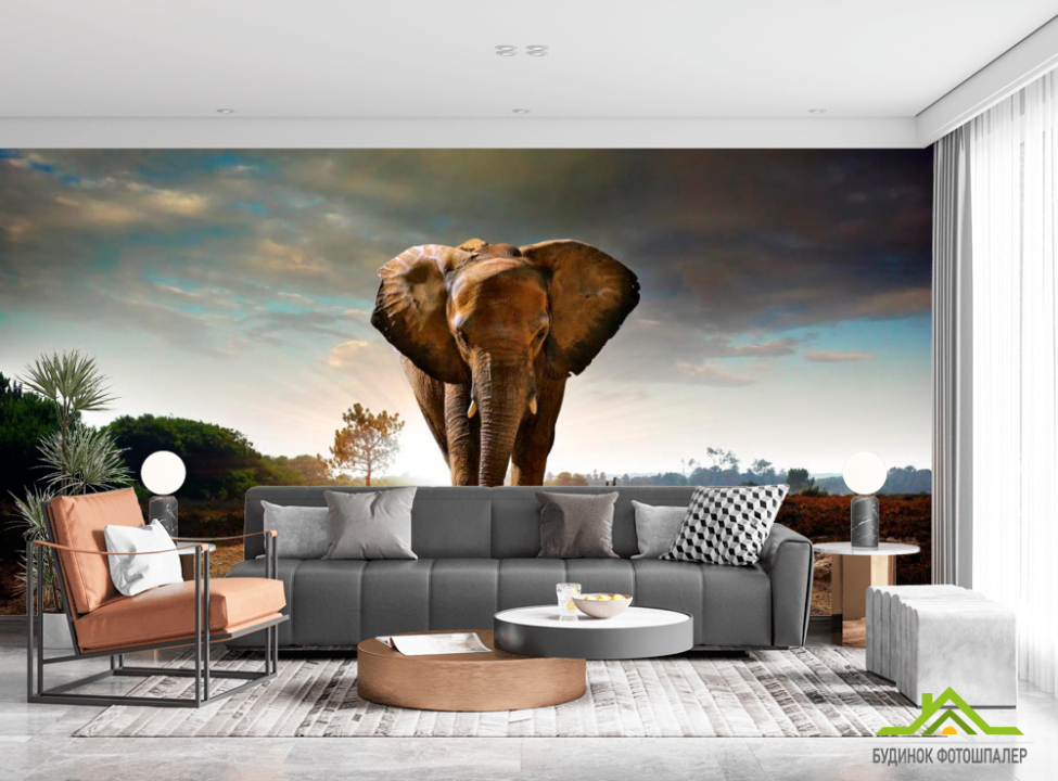 выбрать Фотообои Слон на дороге Каталог фотообоев на стену