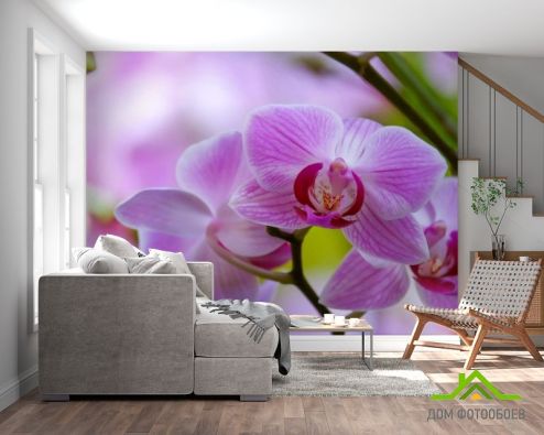 выбрать Фотообои орхидеи с листиком Фотообои Фотообои Цветы: горизонталная, горизонтальная на стену