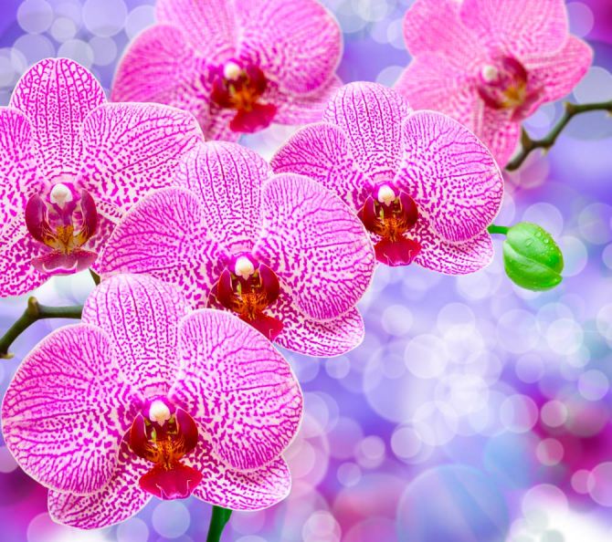 Фотообои Орхидеи распустились розовые