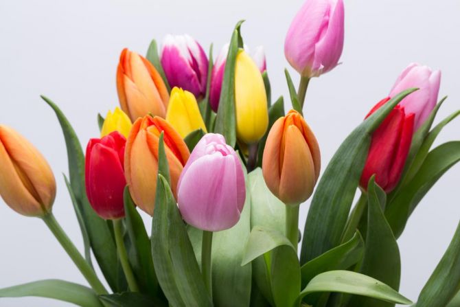 Фотообои тюльпаны разных цветов