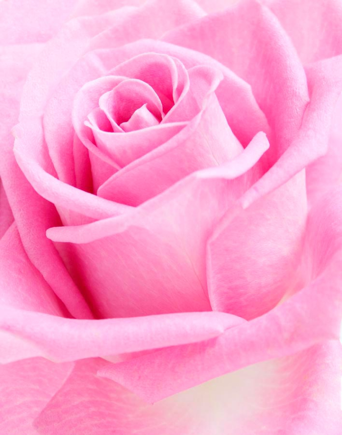 Фотообои Макро-съемка розы