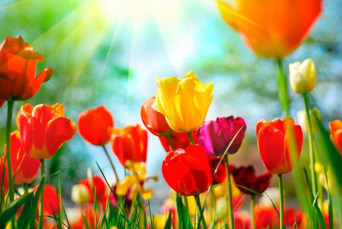 Фотообои Тюльпаны разноцветные