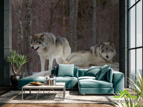 выбрать Фотообои два волка на снегу Фотообои, цвет: «горизонталная, горизонтальная» на стену