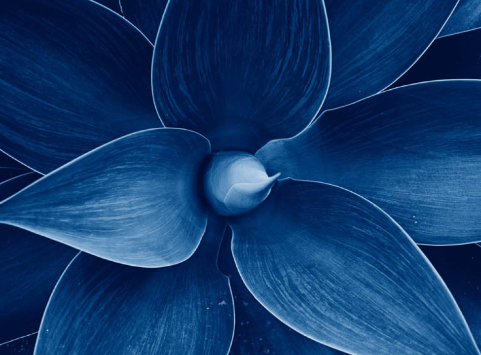 выбрать Фотошпалери синій квітка Каталог фотошпалер на стіну