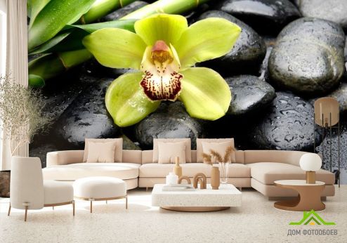 выбрать Фотошпалери Зелена орхідея, камені Фотошпалери Фотошпалери Орхідеї: фото  на стіну