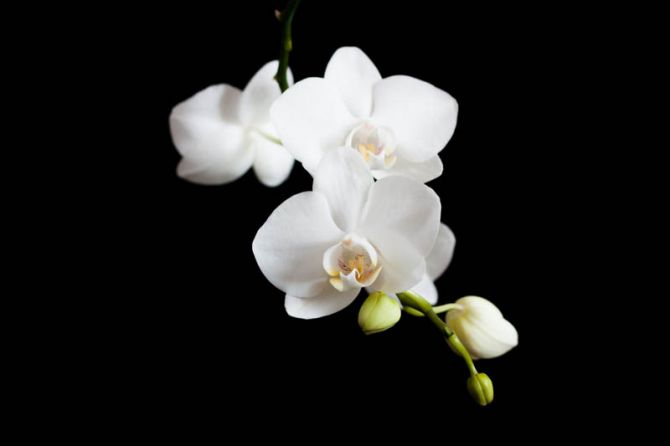 Фотошпалери орхідея