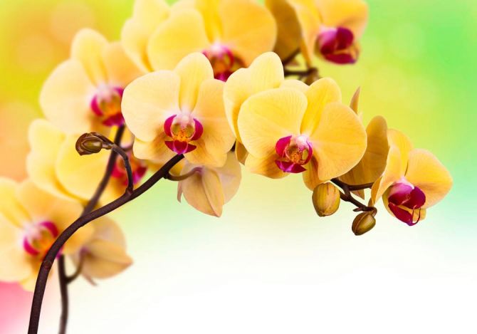 Фотообои Желтая орхидея