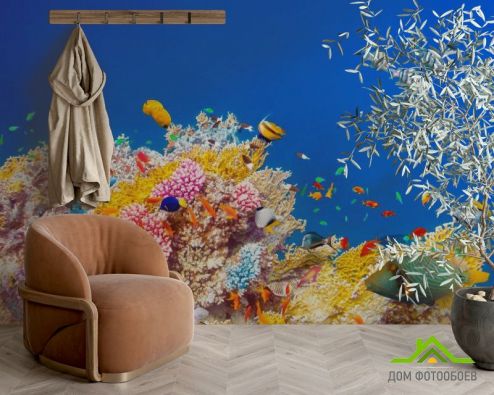 выбрать Фотообои Кораллы и рыбы Синие фотообои на стену