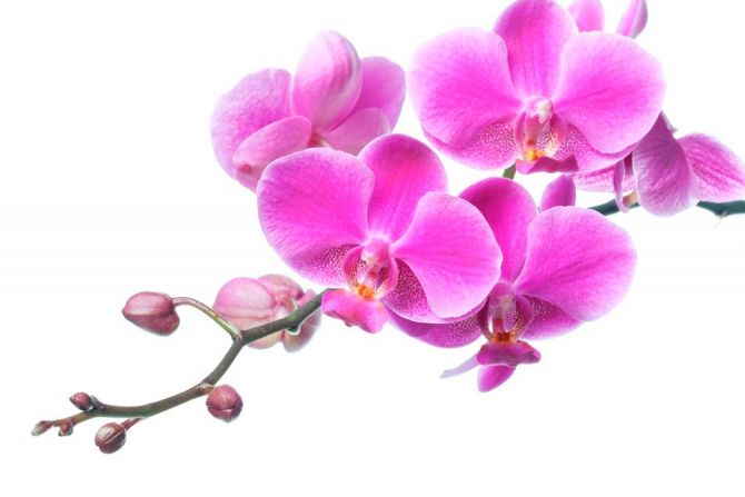 Фотообои Сиреневая орхидея