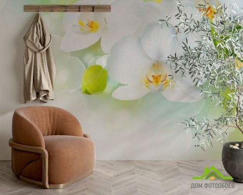 выбрать Фотошпалери Орхідеї в цвіту Фотошпалери, колір: «квадратна, горизонтальна» на стіну