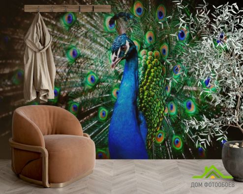 выбрать Фотообои Красавец павлин Фотообои Фотообои Животные: Птицы, зелений, зеленый на стену