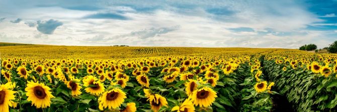Фотошпалери велике поле соняшників