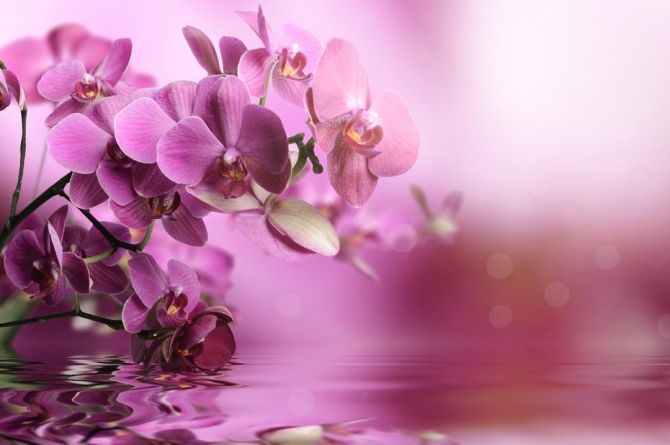 Фотошпалери рожеві орхідеї над водою