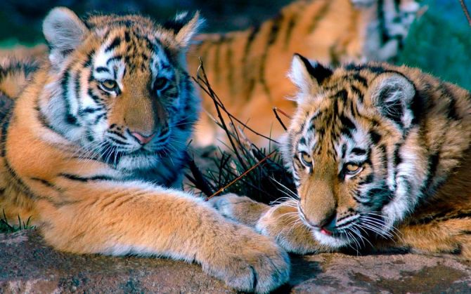 Фотошпалери Два тигра